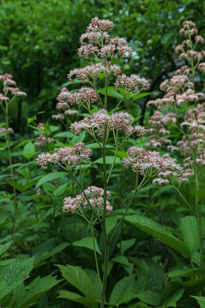 Rodgersia pinnata 'Superba'