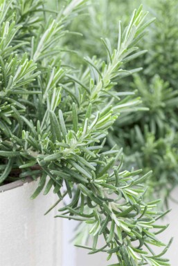 Rosmarinus officinalis 'Prostratus'
