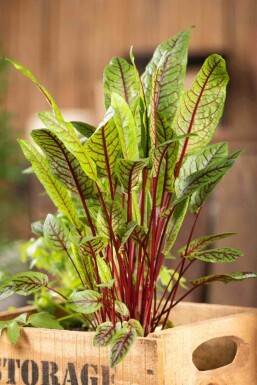 Rumex sanguineus