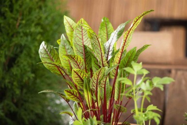 Rumex sanguineus