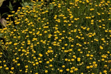 Santolina rosmarinifolia