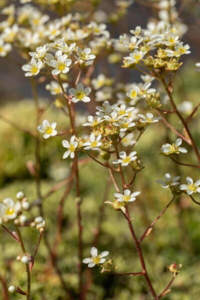 Saxifraga paniculata