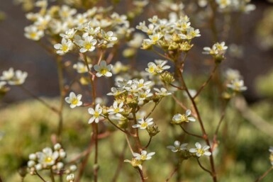Saxifraga paniculata