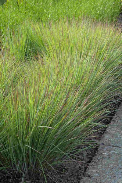 Schizachyrium scoparium 'Standing Ovation'