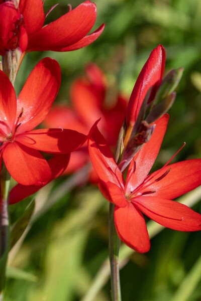 Schizostylis coccinea 'Major'