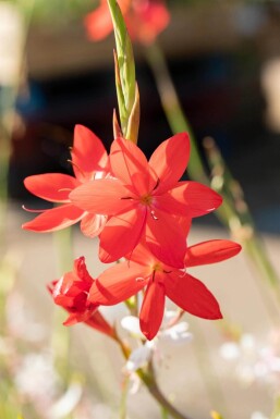 Schizostylis coccinea 'Major'