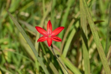 Schizostylis coccinea 'Major'