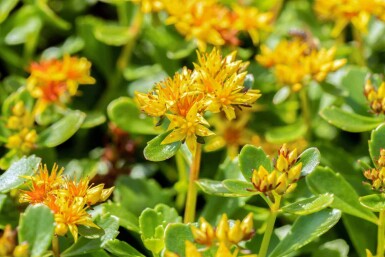 Sedum kamtschaticum