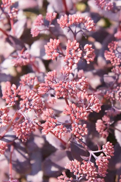 Sedum telephium 'Karfunkelstein'