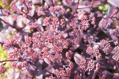 Sedum telephium 'Karfunkelstein'