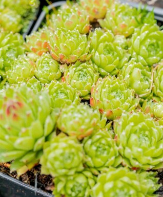 Sempervivum arachnoideum