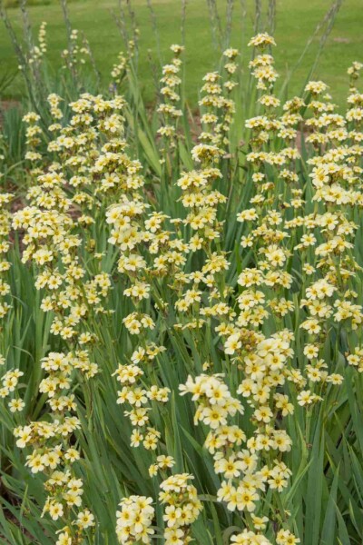 Sisyrinchium striatum