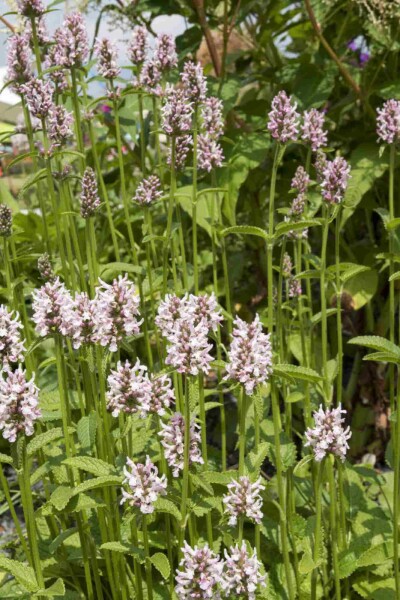 Stachys monieri 'Rosea'