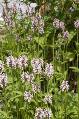 Stachys monieri 'Rosea'