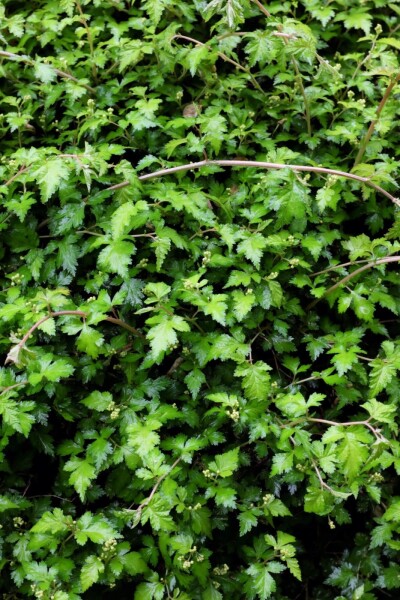 Stephanandra incisa 'Crispa'