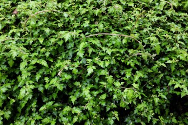 Stephanandra incisa 'Crispa'