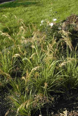 Stipa capillata