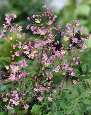 Thalictrum rochebrunianum