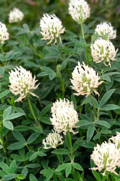Trifolium ochroleucon