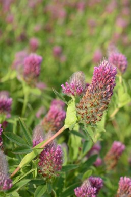 Trifolium rubens