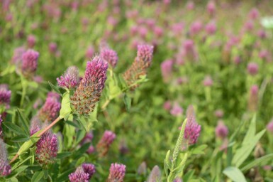 Trifolium rubens