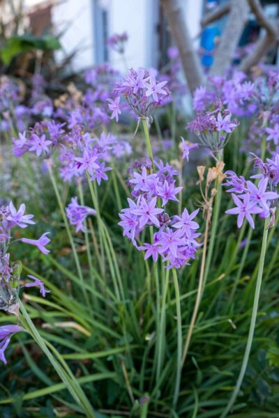 Tulbaghia violacea