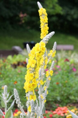 Verbascum bombyciferum