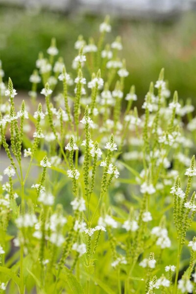 Verbena hastata 'Alba'