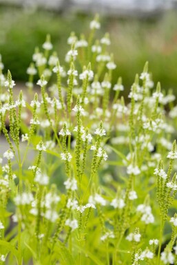 Verbena hastata 'Alba'