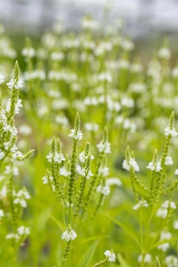 Verbena hastata 'Alba'