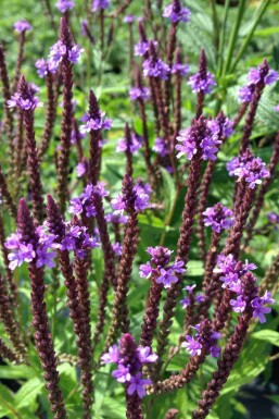 Verbena hastata