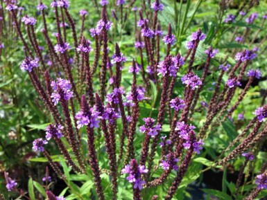 Verbena hastata