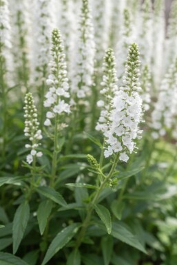 Veronica spicata 'Icicle'