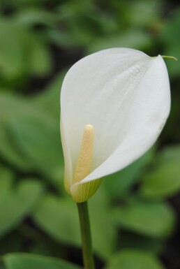 Zantedeschia aethiopica