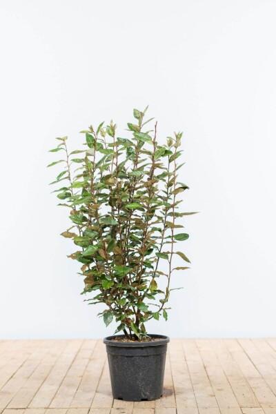 Elaeagnus × ebbingei 80-100 cm