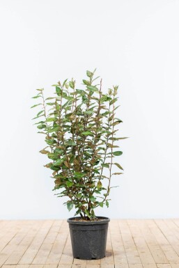 Elaeagnus × ebbingei 80-100 cm