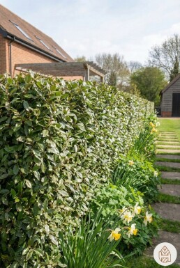 Elaeagnus × ebbingei 80-100 cm