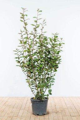 Elaeagnus × ebbingei 150-175 cm