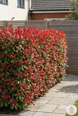 Glansmispel Photinia Fraseri Red Robin 125-150 cm - Pot