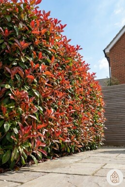 Glansmispel Photinia Fraseri Red Robin 150-175 cm - Pot