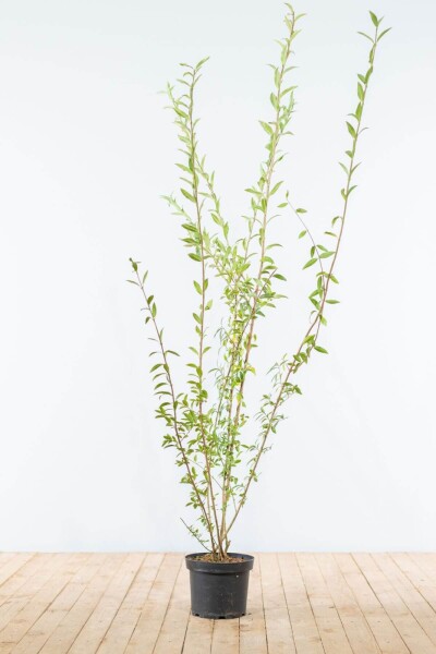 Ligustrum vulgare 175-200 cm