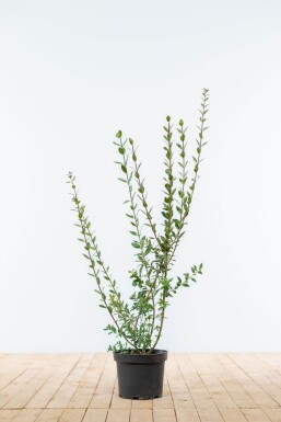 Ligustrum vulgare 'Atrovirens' 60-80 cm