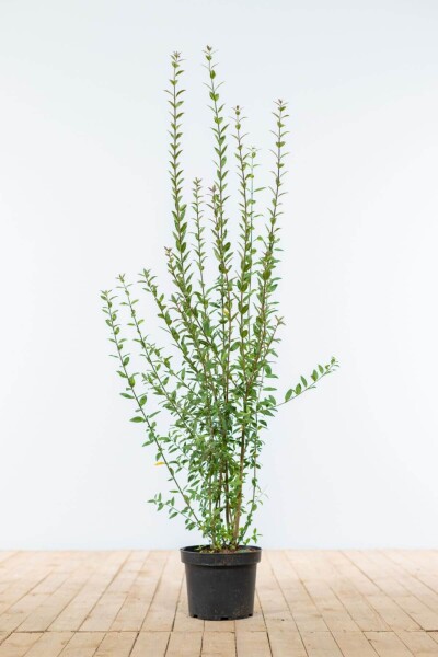 Ligustrum vulgare 'Atrovirens' 80-100 cm