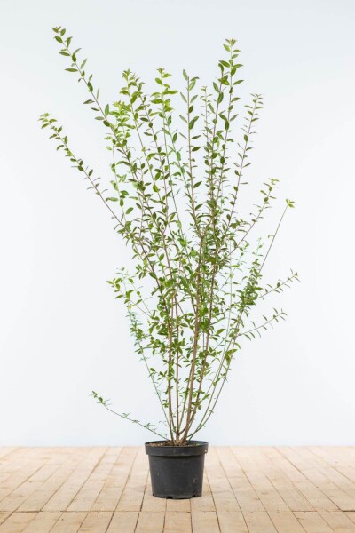 Ligustrum vulgare 'Atrovirens' 100-125 cm