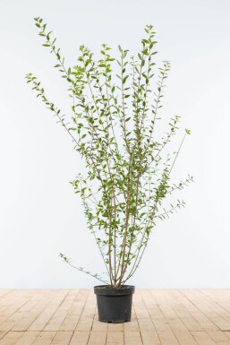 Ligustrum vulgare 'Atrovirens' 100-125 cm