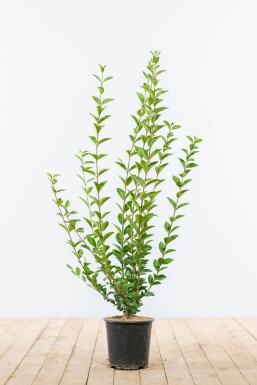 Ligustrum ovalifolium 60-80 cm