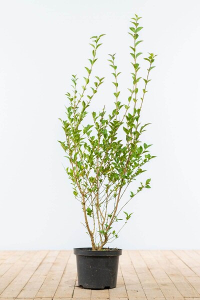 Ligustrum ovalifolium 80-100 cm
