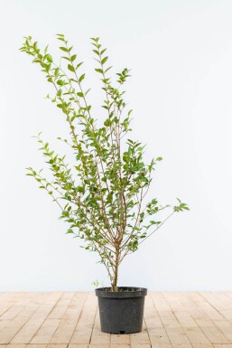 Ligustrum ovalifolium 100-125 cm
