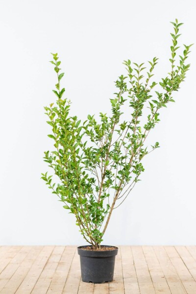 Ligustrum ovalifolium 125-150 cm