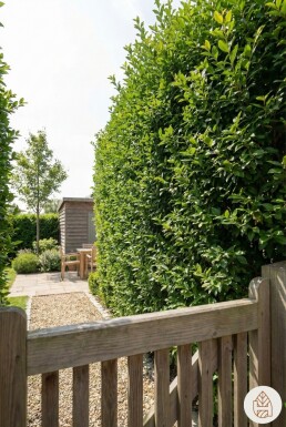 Ligustrum ovalifolium 175-200 cm